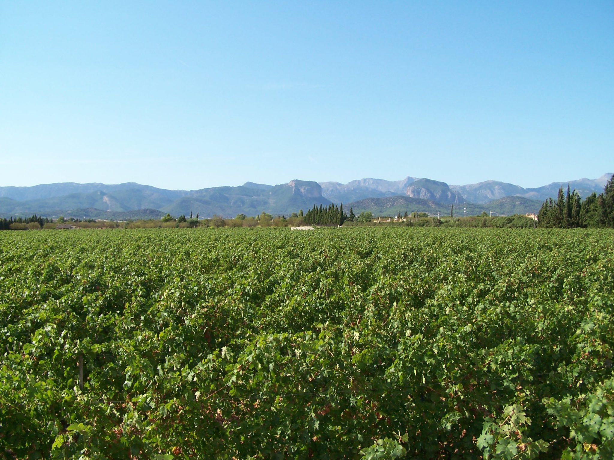 Bodega KarretàniaQuan el vi és raïm. Un viatge a través de les varietats autòctones de Mallorca.