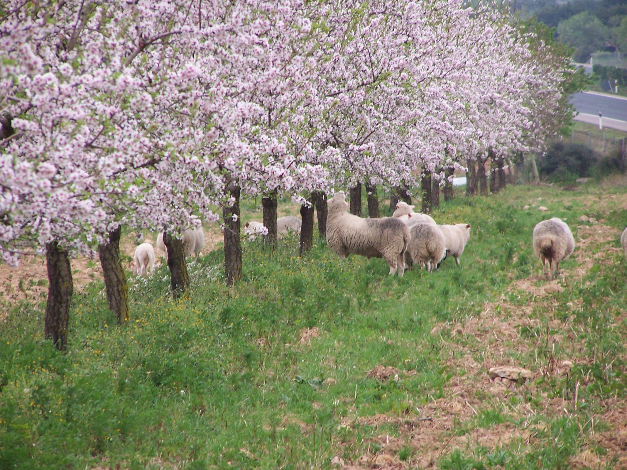 Bodega KarretàniaQuan el vi és raïm. Un viatge a través de les varietats autòctones de Mallorca.