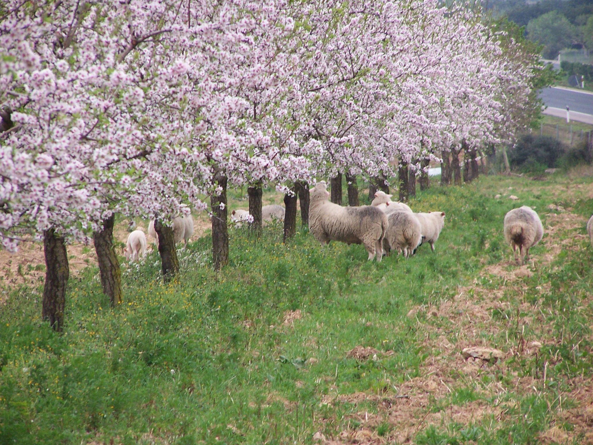 Bodega KarretàniaCuando el vino es uva. Un viaje a través de las variedades autóctonas de Mallorca.